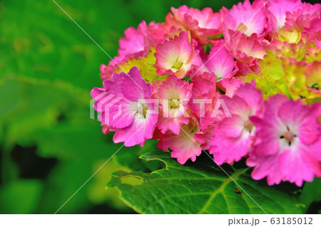 紫陽花 63185012