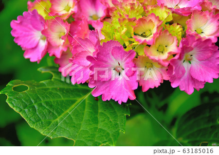 紫陽花 紫陽花 63185016
