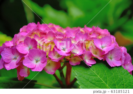 紫陽花 紫陽花 63185121