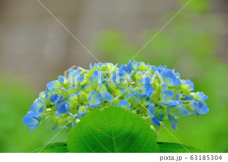 紫陽花 紫陽花 63185304