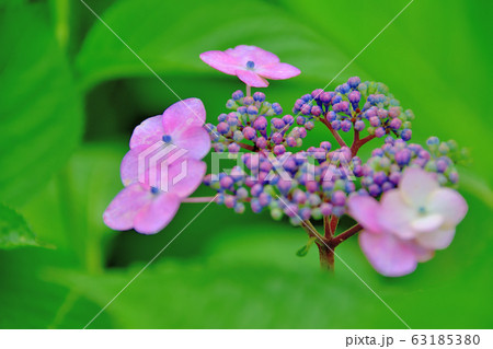 紫陽花 紫陽花 63185380
