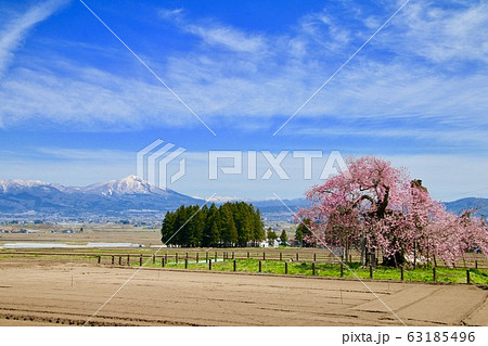 米沢の千歳桜（福島県・会津美里町） 63185496