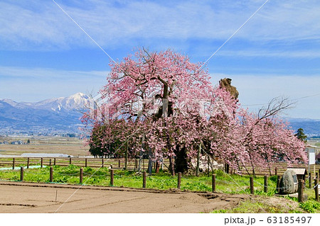 米沢の千歳桜（福島県・会津美里町） 63185497