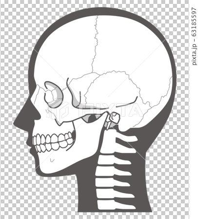 頭蓋骨 頭部の骨のイラスト素材