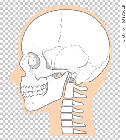 頭蓋骨　頭部の骨 63185619