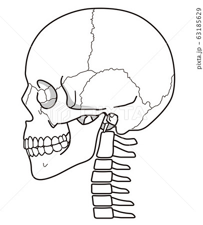 頭蓋骨 頭部の骨のイラスト素材
