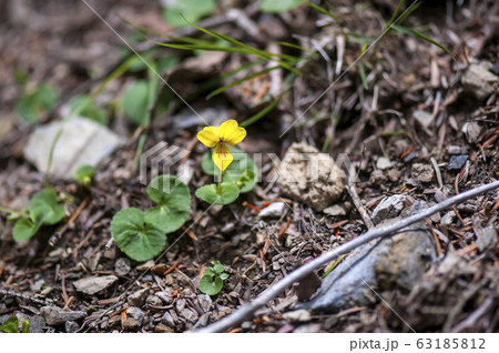 キバナノコマノツメ 63185812