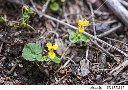 キバナノコマノツメ 63185815