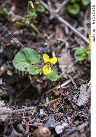 キバナノコマノツメ 63185816