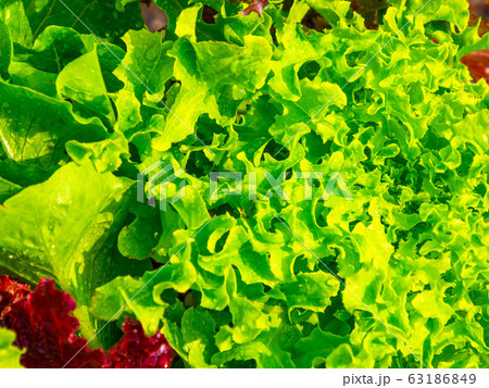 グリーンリーフ（リーフレタス） 63186849