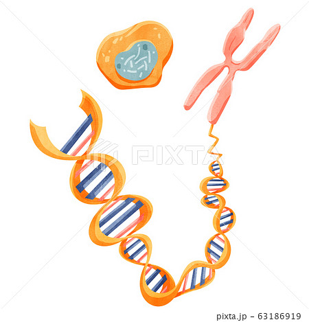 遺伝子イメージのイラスト素材