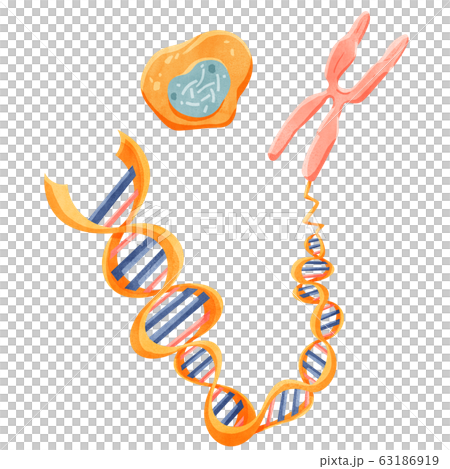 基因圖像 63186919