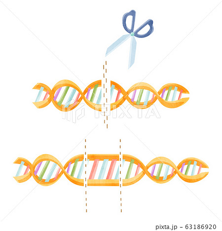DNA切り取りイメージ 63186920