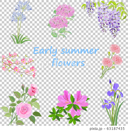 初夏の花のセットのイラスト素材