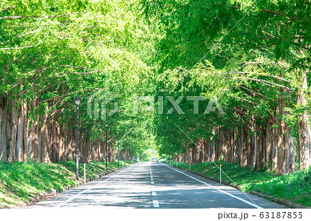 滋賀マキノ町　メタセコイア並木 63187855