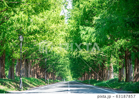滋賀マキノ町　メタセコイア並木 63187857