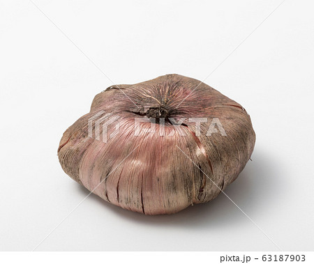 グラジオラスの球根の写真素材