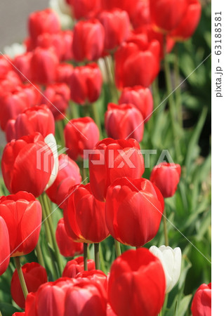 チューリップ 63188581