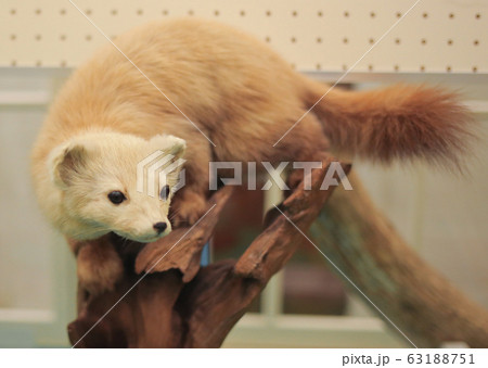 北大植物園のエゾクロテンの剥製の写真素材 [63188751] - PIXTA