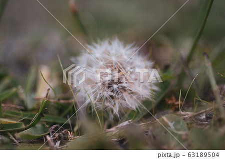 頑張って生き残るよ 63189504