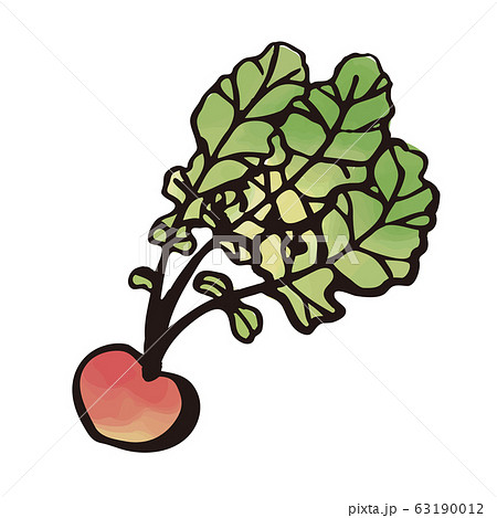 野菜 赤かぶ 水彩 筆 のイラスト素材 野菜 赤かぶ 水彩 筆 のイラスト素材