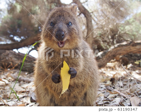 クォッカ 63190347