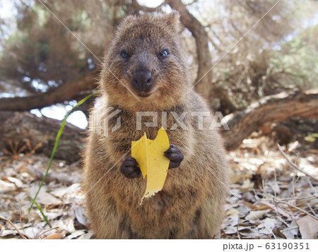 クォッカ クォッカ 63190351