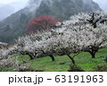 梅の花 63191963