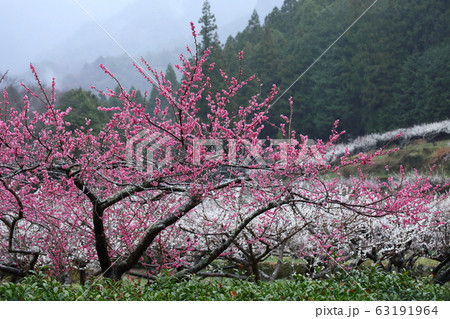 梅の花 63191964