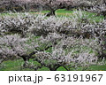 梅の花 63191967
