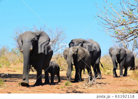チョベ国立公園の象 63192118