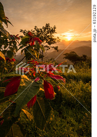 Close-up of Christmas flowers tree growth on the mountain during the morning sunrise. Close-up of Christmas flowers tree growth on the mountain during the morning sunrise. 63192129