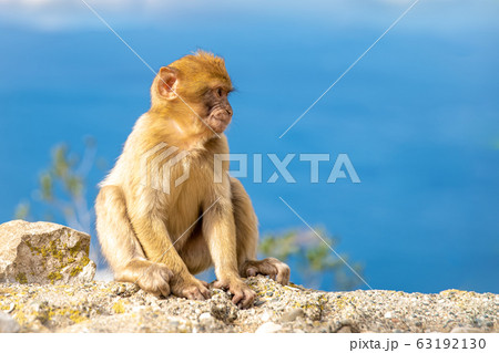 A monkey on a cliff watching the surroundings, a blue sky in the background A monkey on a cliff watching the surroundings, a blue sky in the background 63192130