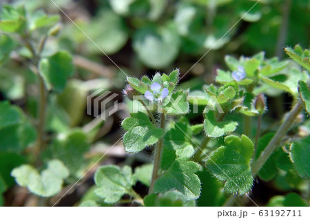 フラサバソウの花 63192711