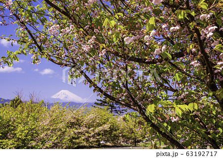 静岡県 東伊豆 桜咲く小室山から望む富士山の写真素材