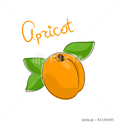 Apricot isolated on white background Apricot isolated on white background 63193045