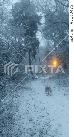 森 吹雪 寒い 63193485