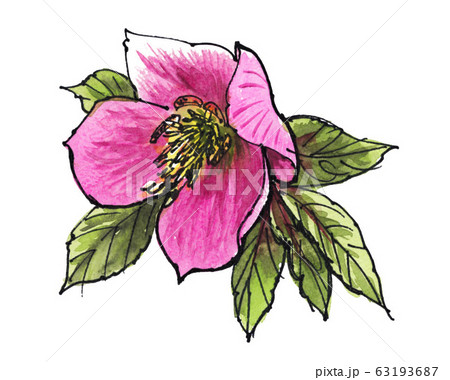 christmasrose20311pix7 63193687