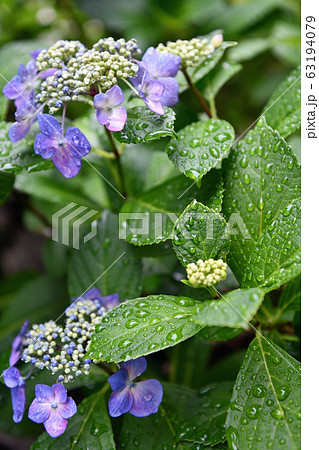 街景色　東京日野市　梅雨の季節 63194079