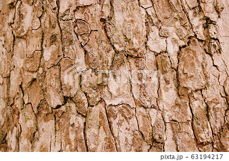 樹皮のテクスチャの写真素材