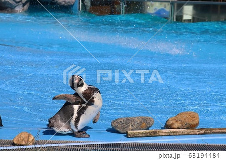 ペンギンのお見送り ペンギンのお見送り 63194484