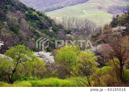 用おから 春 山桜 63195016