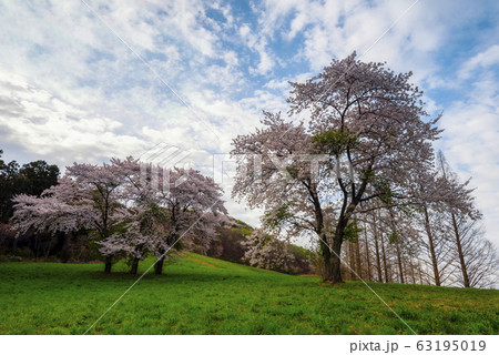 用おから 春 山桜 63195019