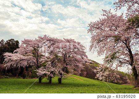 用おから 春 山桜 63195020