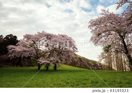 用おから 春 山桜 63195023