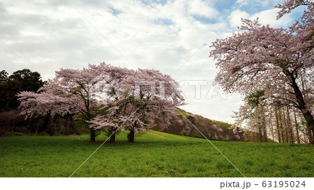 用おから 春 山桜 63195024