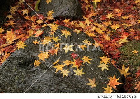 落葉 63195035