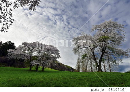 用おから 春 山桜 63195164