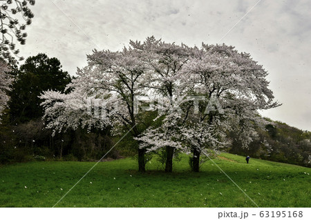 用おから 春 山桜 63195168