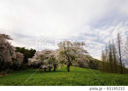 用おから 春 山桜 63195232